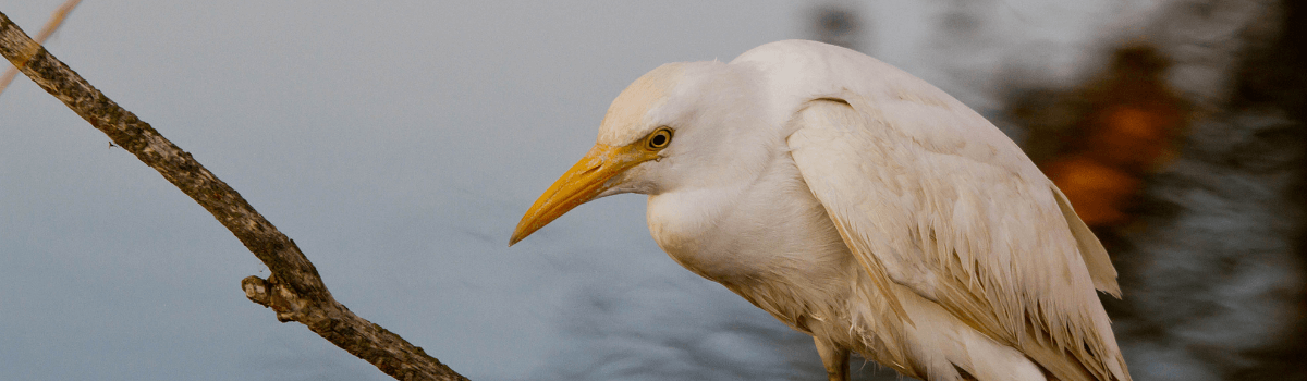 Sasos, muelas y ripas, en el valle de la Clamor. El Tormillo